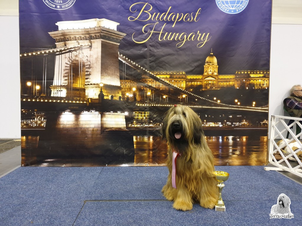 Champion of Champions Show a CACIB BUDAPEST 1.12.2018